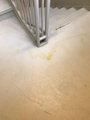 Dog urine in stairwells