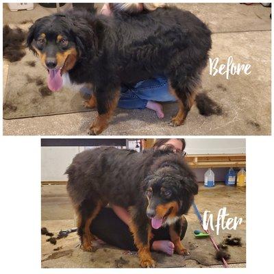 An Australian Shepherd we trimmed