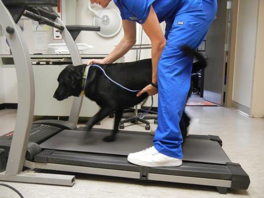 Canine Physical Rehab Mt Pleasant SC