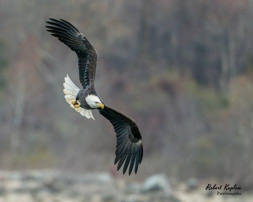 Eagle looking for prey