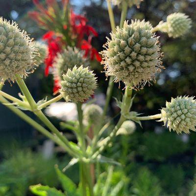 Rattlesnake Master; Eryngium yuccifolium