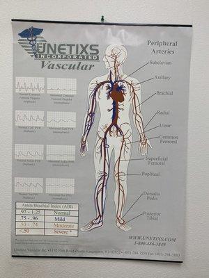 Desert Endocrinology