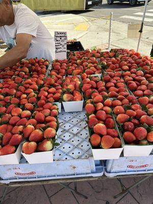 Spring strawberries