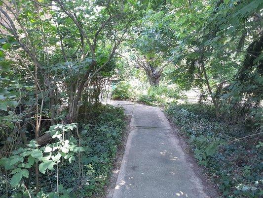 Backyard path after.