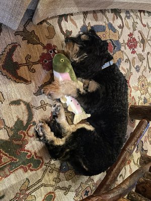 Tigie, resting with his new trout and wearing his new collar.