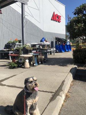 Gardening day. My assistant-Plumette is here to help pick out wine barrels and flowers .