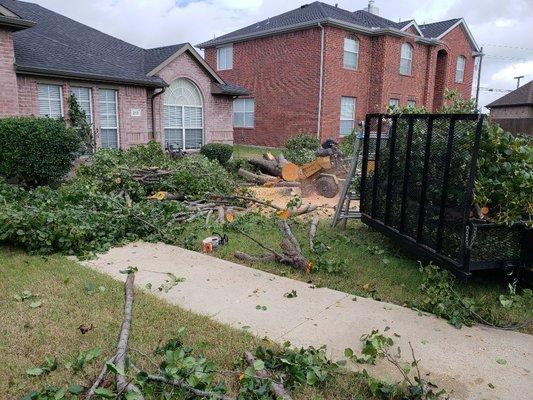 Tree removal and stump grinding