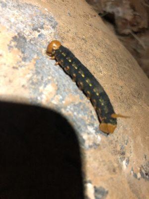 Cool Caterpillar with some type of horn on its rear.