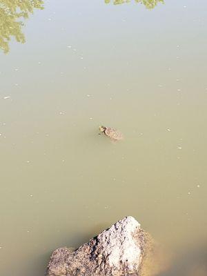 Turtle floating in the murky water