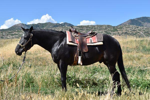 Horseback Riding, Horse Camp, trail riding, pony rides