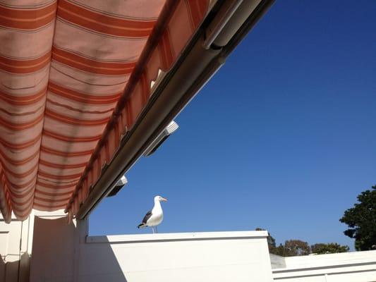 Hello there Mr. Seagull