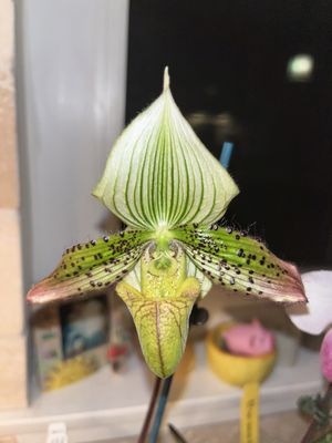 Lady Slipper Orchid