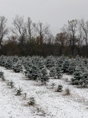 Bodine's Tree Farm & Mother Nature hard at work!