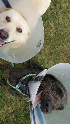 "It's all fun until someone ends up in a cone! "