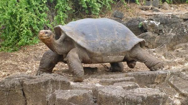 giant tortoise at the national galapagos park