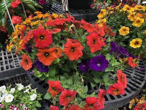 Hanging basket