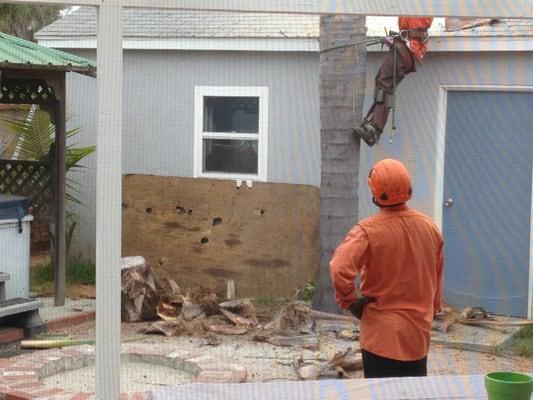 Removing Queen Palm tree next to garage