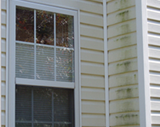 Algae growing on vinyl siding