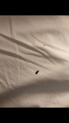 A roach enjoying the bed when I pulled the covers off.