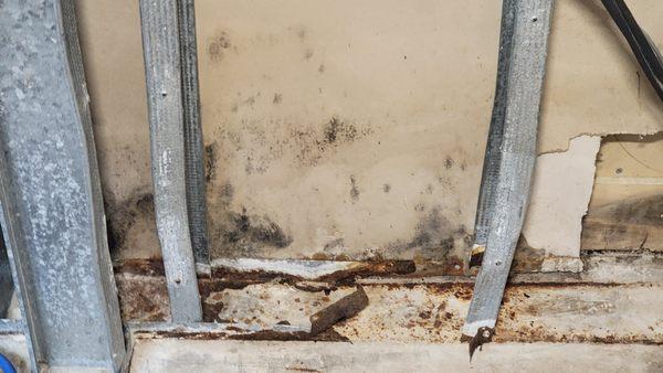 Mold can be a very distressing situation, but we are here to help