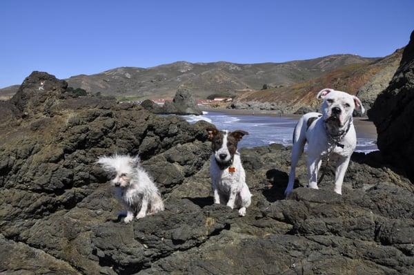 Flynn, Timber & Carlton. Fort Crinkite, Sausalito!