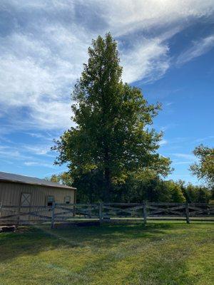 Our tall Sycamore tree, after 2 - 3 ice storms, James White did so much to help it come back!