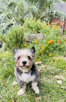 Bean living his best life in the backyard thanks to Dr Jessica Hunter