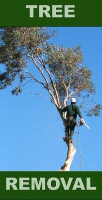 Tree removal