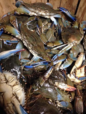 Fresh Blue Crab Wednesdays!