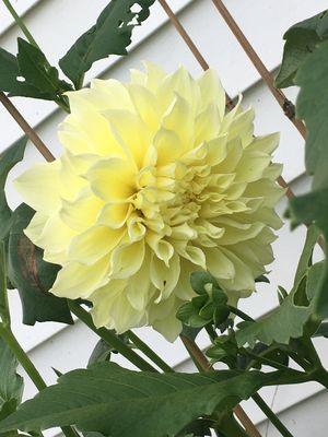 Kelvin floodlights! Dinner plate size dahlia!