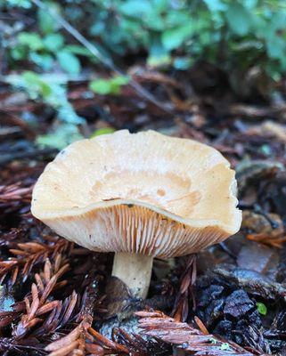 Purisima Creek Trail