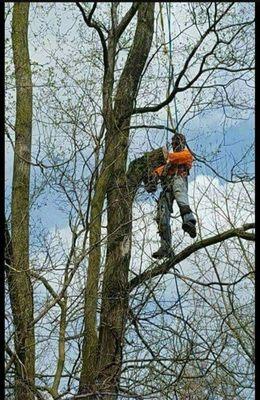 Trimming tree branches