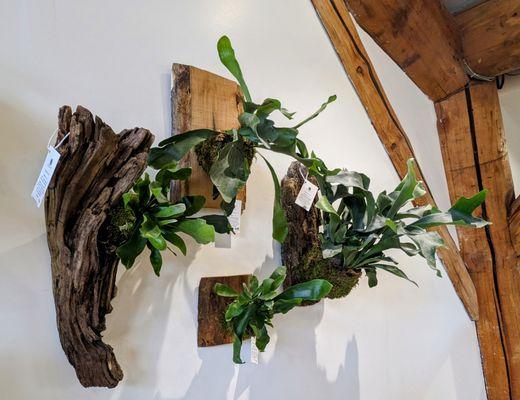 Staghorn ferns mounted on rustic wood and driftwood; staghorns are epiphytes, which means they don't need soil to get nutrients