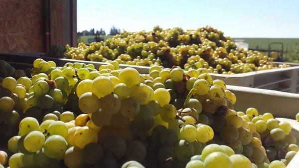 Brianna Grapes freshly harvested at Buchanan House Winery