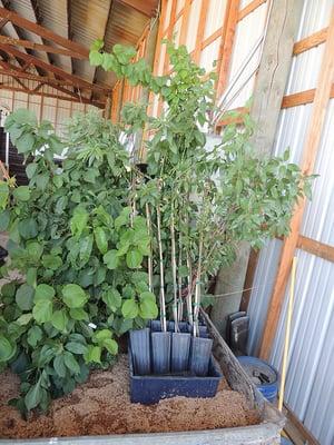 These are young apricot varieties in the early stages of grafting.