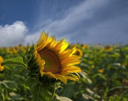 Sunflower by Jackie Stoner.