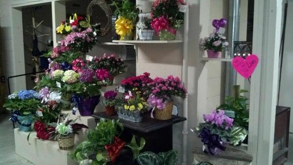 Snodgrass Greenhouse & Florist