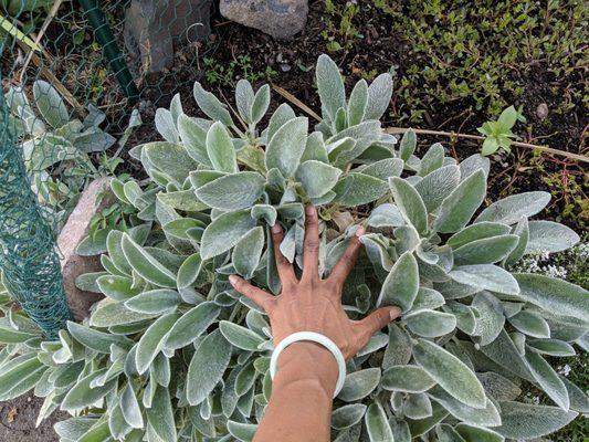 Feels amazing! I found "rabbit ear" plants here. Be sure to pet this! The tactile sensations are only surpassed by purple artichoke hearts!