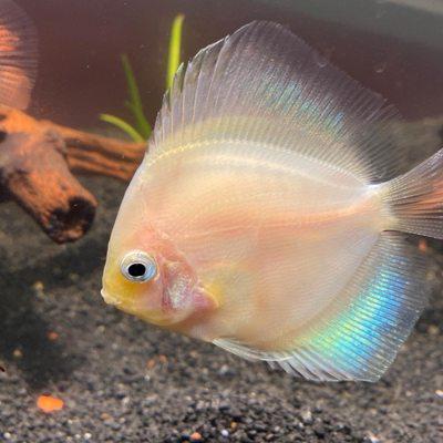 White diamond discus