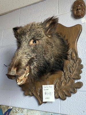 This taxidermy boar head is actually displayed in the store's bathroom.