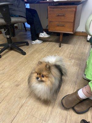 The cutest office dog in the world