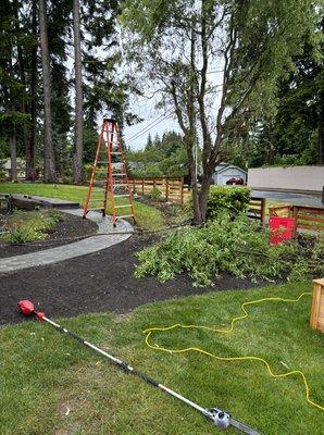 Tree removal