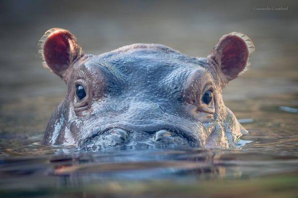 Celebrity Hippopotamus FIONA calls the  Cincinnati Zoo her home.