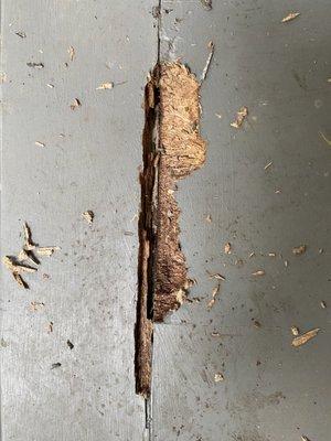 Woodpecker damage to mahogany porch