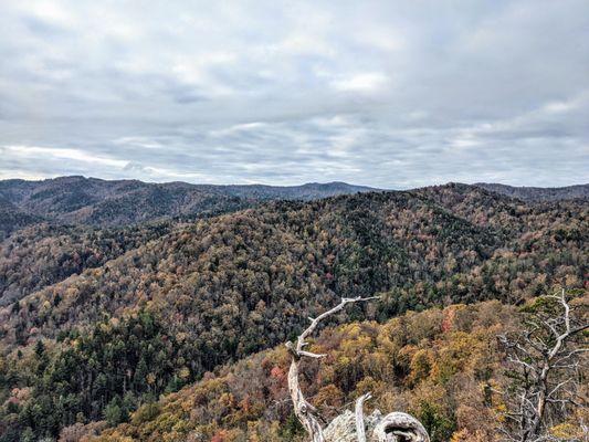 Chestnut Knob Trail