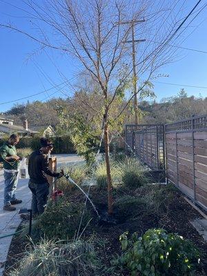 anchoring a chinese elm in walnut creek after pruning roots