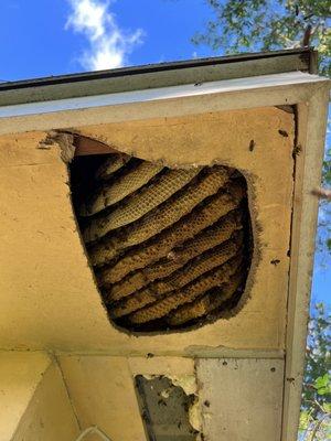 Bee relocation with 1 year warranty in soffit .