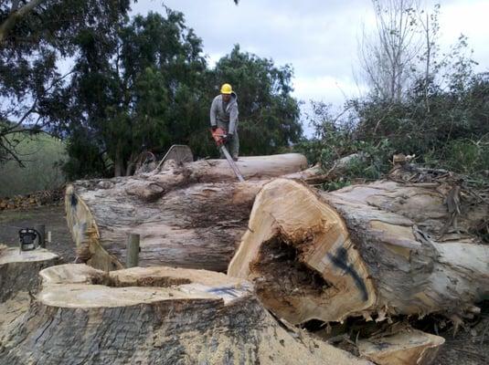 Big trees. REALLY big trees.