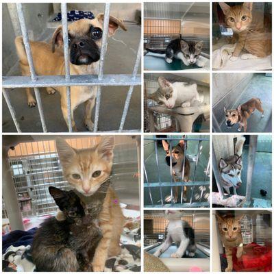 Kittens, Cats, Dogs Available For Adoption