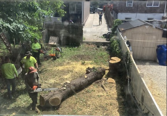 Emergency Tree Removal Services near NYC